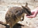Feeding a rock wallaby on the Atherton Tablelands